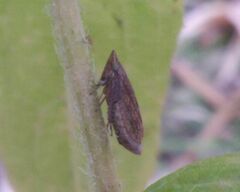 Lepyronia coleoptrata