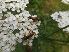 Alosterna tabacicolor