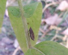 Lepyronia coleoptrata