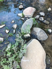 Stemodia durantifolia