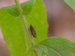 Lepyronia coleoptrata