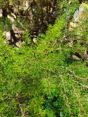Hakea erinacea