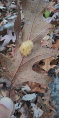 Callirhytis infuscata