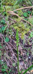 Microtis unifolia