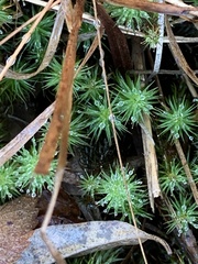 Polytrichum