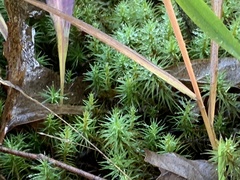 Polytrichum