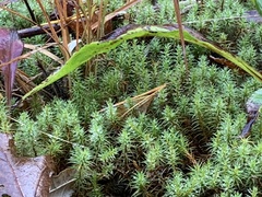 Polytrichum