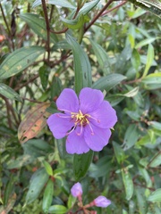 Melastoma
