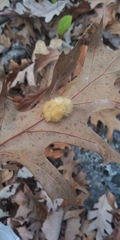 Callirhytis infuscata