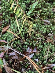 Polytrichum