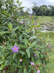Melastoma