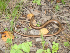 Anguis colchica