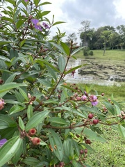 Melastoma