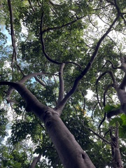 Cryptocarya concinna