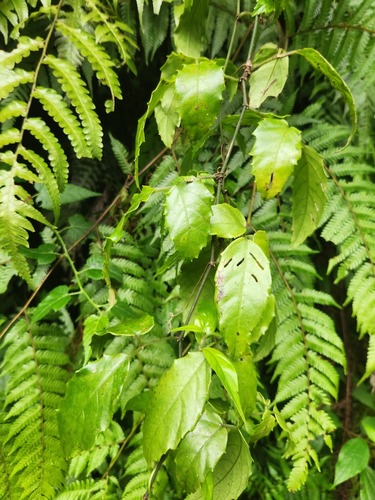 Tetrastigma hemsleyanum