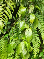 Tetrastigma hemsleyanum