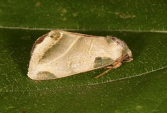 Heminocloa mirabilis