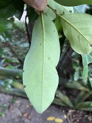 Cryptocarya concinna