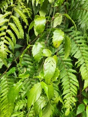 Tetrastigma hemsleyanum