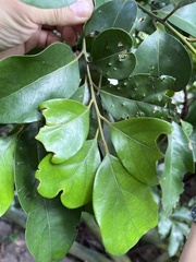 Cryptocarya concinna