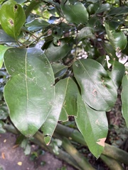 Cryptocarya concinna