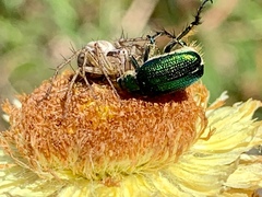Oxyopes gracilipes