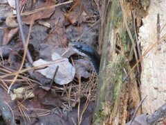 Coluber constrictor constrictor