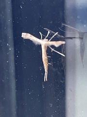 Pterophorinae