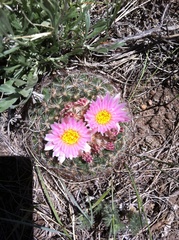 Pediocactus simpsonii