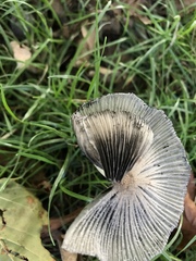Coprinopsis lagopus