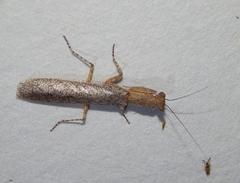 Tarachodes