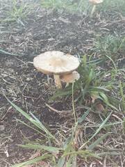 Volvopluteus gloiocephalus