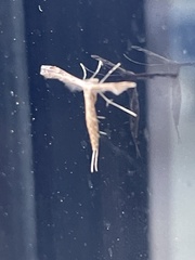 Pterophorinae