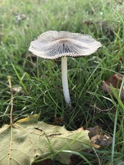 Coprinopsis lagopus
