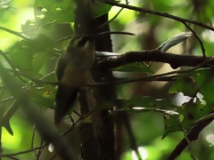 Phaethornis longirostris