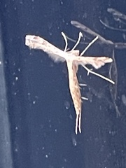 Pterophorinae