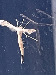 Pterophorinae