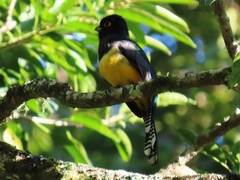 Trogon caligatus