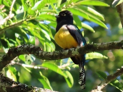 Trogon caligatus