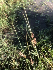 Juncus usitatus