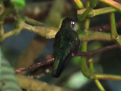 Anthracothorax prevostii