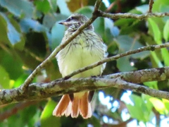 Myiodynastes luteiventris