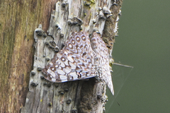 Hamadryas feronia