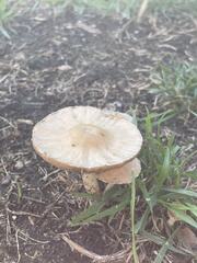 Volvopluteus gloiocephalus