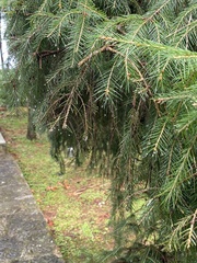 Picea morrisonicola