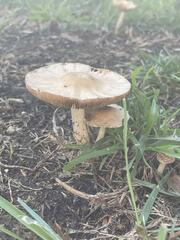 Volvopluteus gloiocephalus