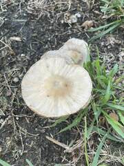 Volvopluteus gloiocephalus