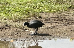 Fulica alai