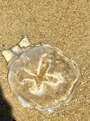 Pseudorhiza haeckeli