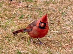 Cardinalis cardinalis